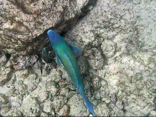 Day13 snorkeling-